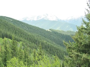 Tree and mountain view